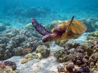 Havssköldpaddor på Barbados